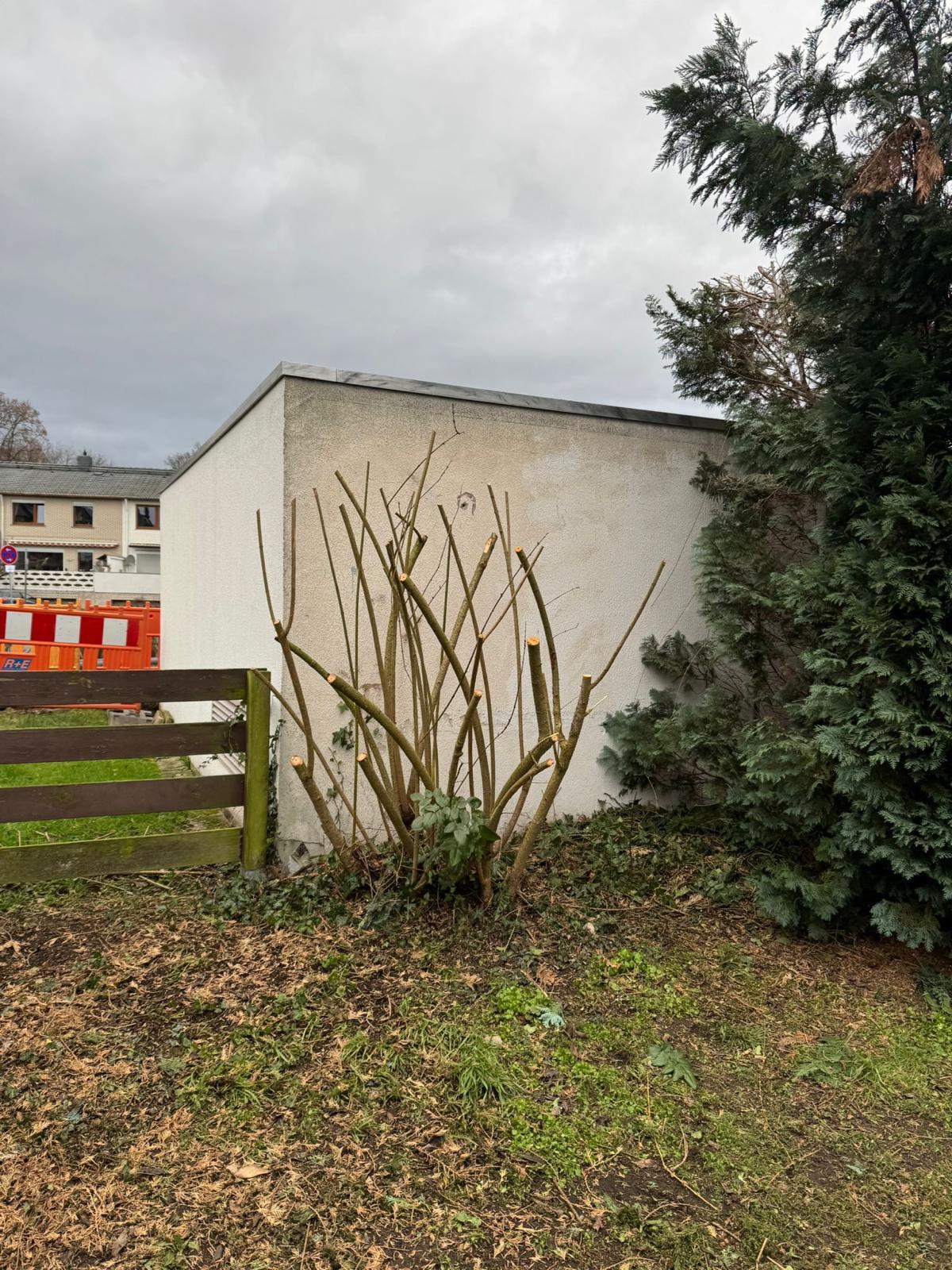 Baumschnitt & Strauchgestaltung - Nachher