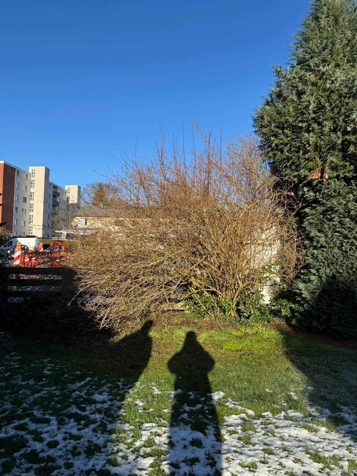 Baumschnitt & Strauchgestaltung - Vorher