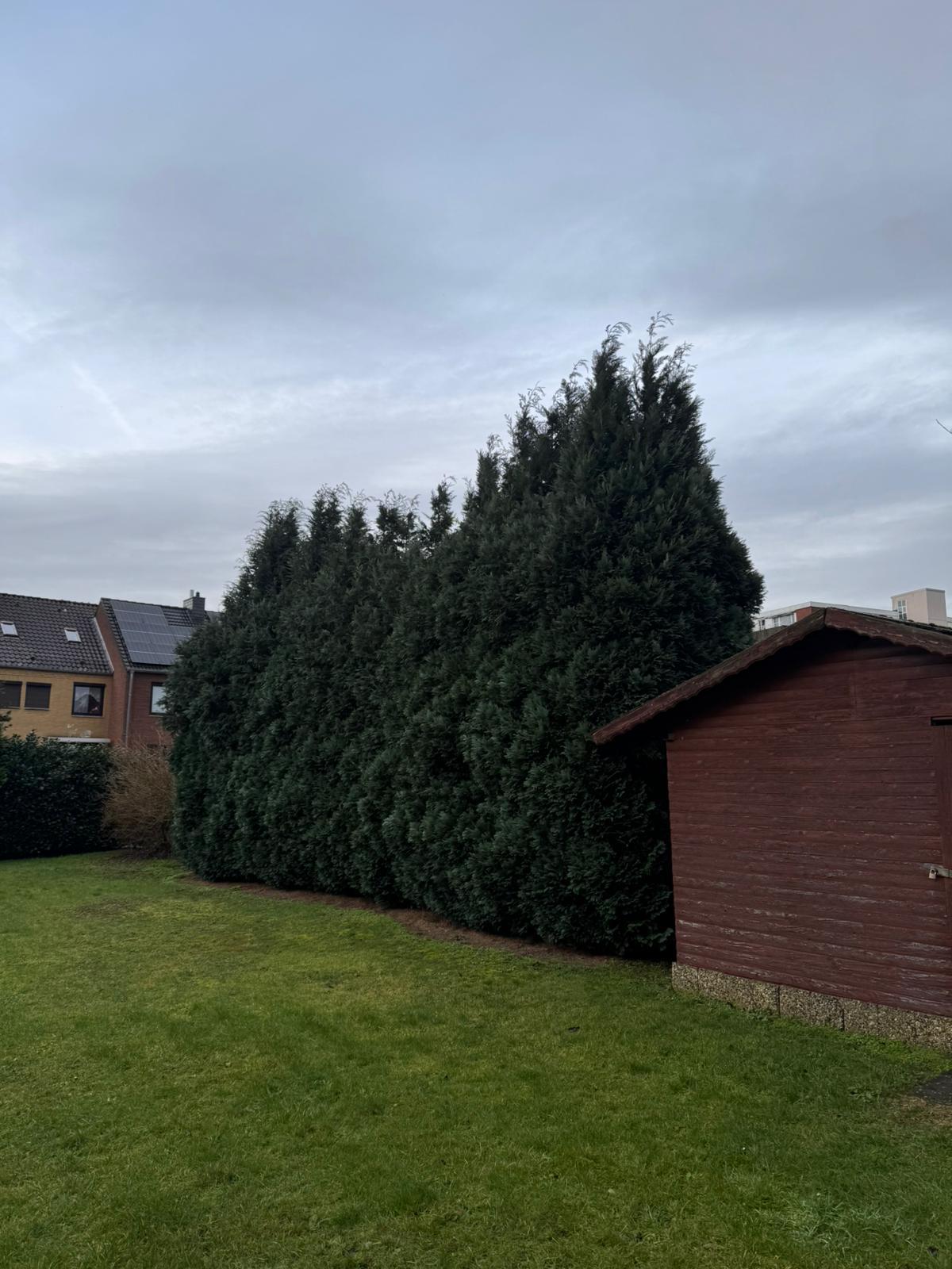 Heckenschnitt Vorher-Nachher - Vorher
