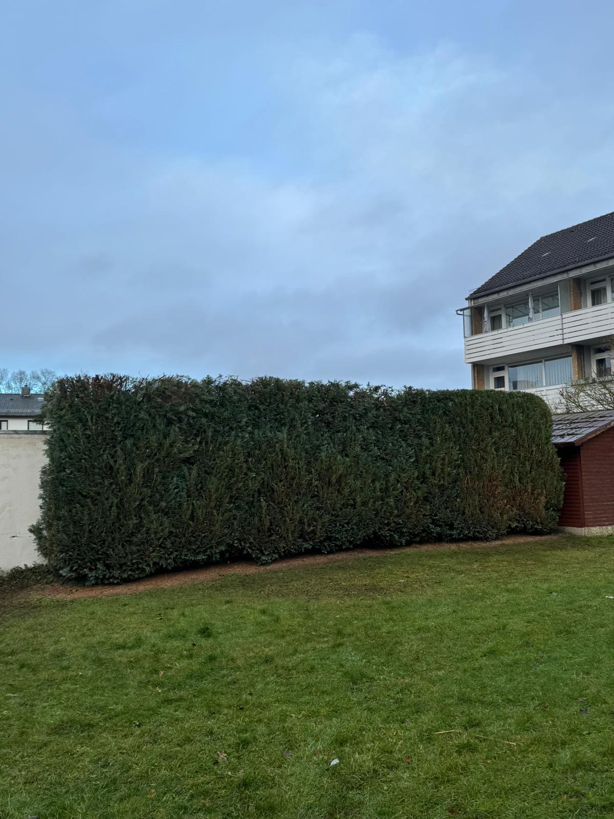 Heckenschnitt Vorher-Nachher - Nachher